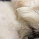 Illustration for article titled Shooting Challenge Pets Gallery 4